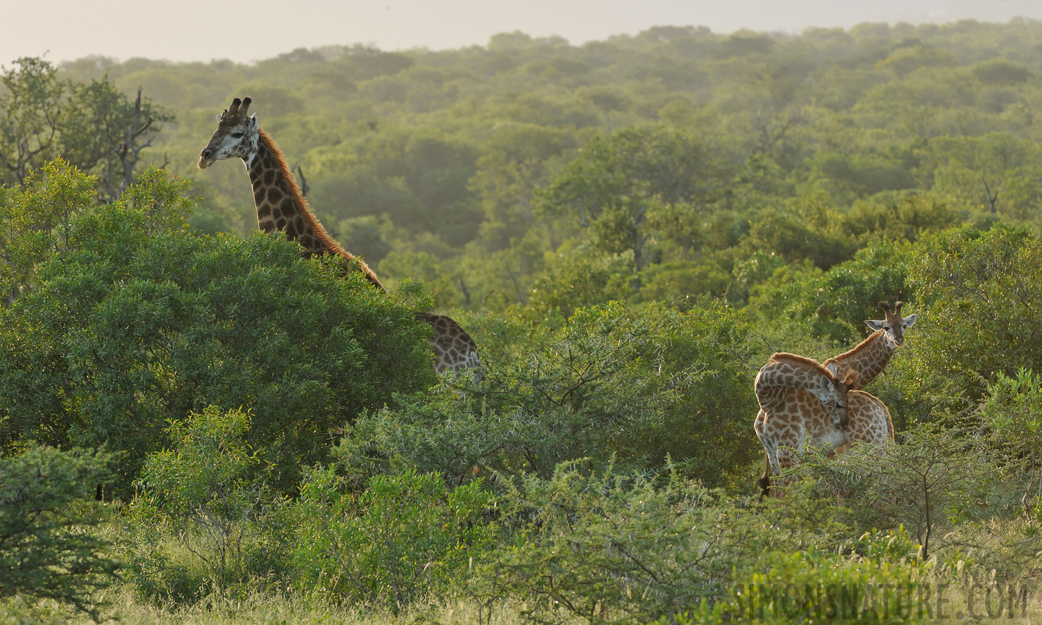 Giraffa giraffa giraffa [380 mm, 1/250 sec at f / 13, ISO 1600]